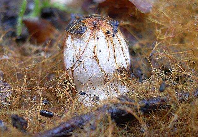 Alcune specie di fine primavera